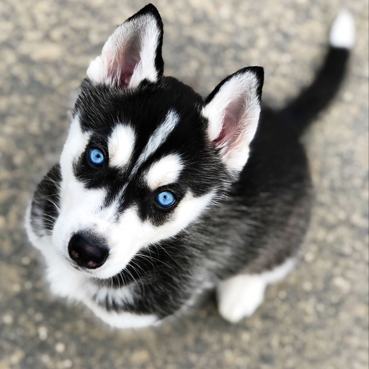 Soutěžní fotografie - Mejsinka,  Sibiřský husky