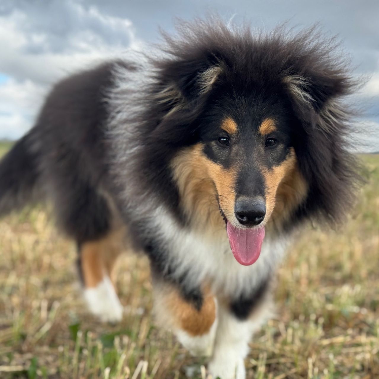 Soutěžní fotografie - Jack,  Kolie dlouhosrstá