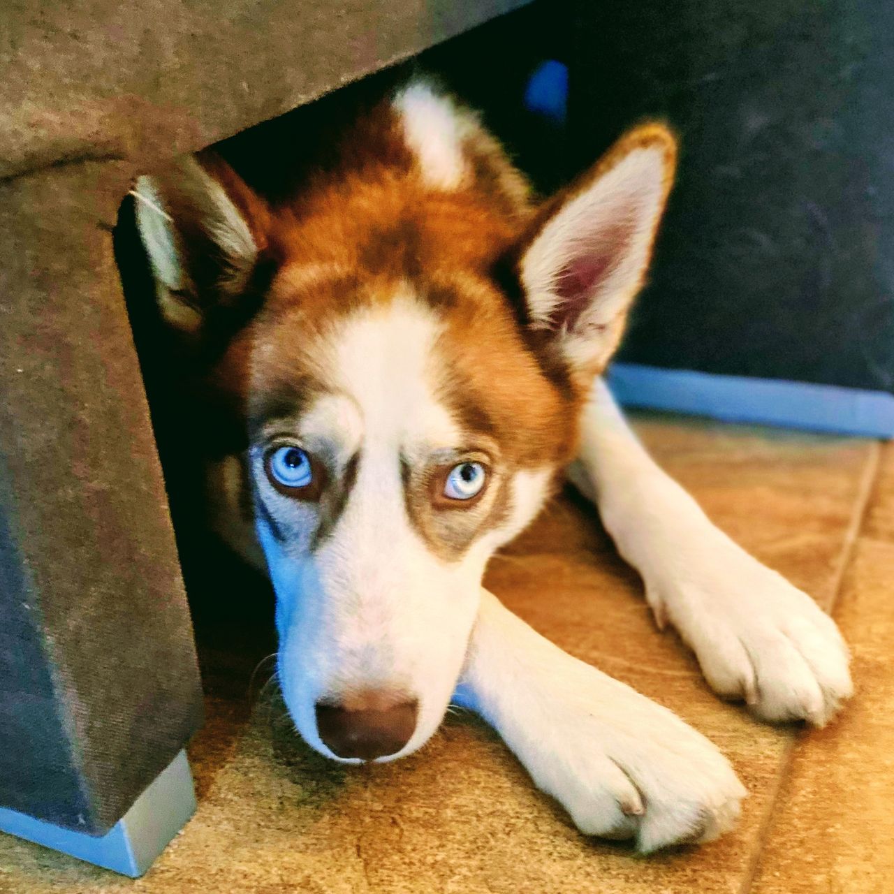 Soutěžní fotografie - Runa,  Sibiřský husky