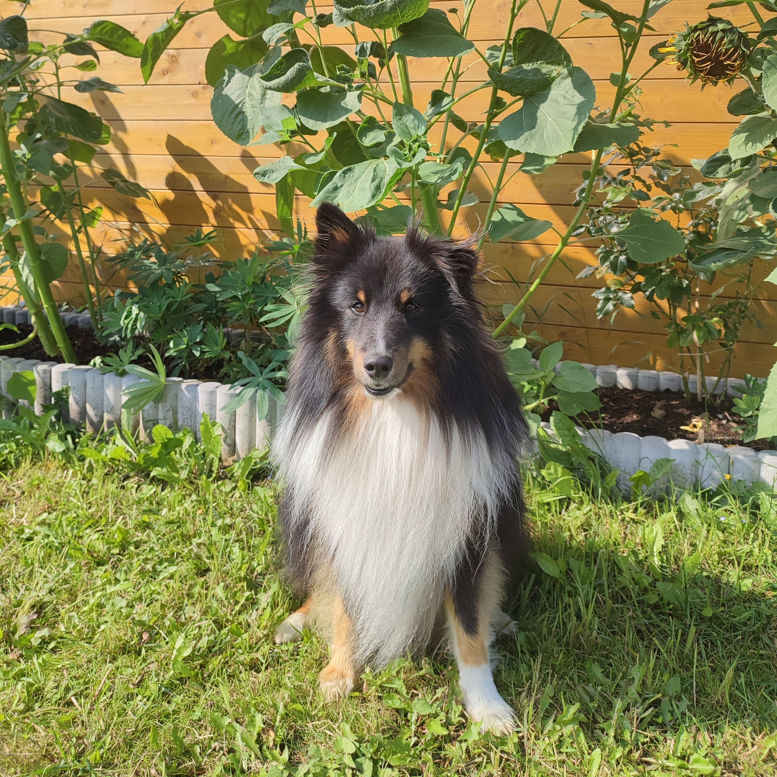 Soutěžní fotografie - Timmy,  Sheltie