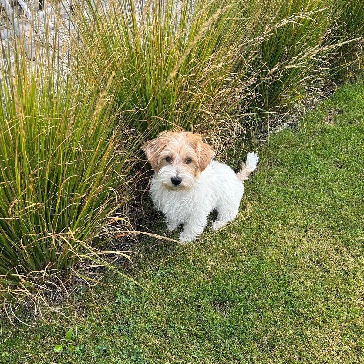 Soutěžní fotografie - AMY,  Jack Russell Teriér
