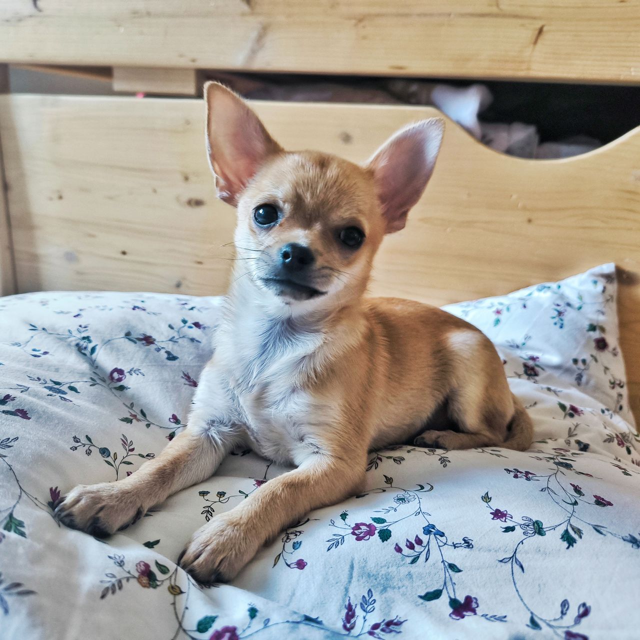 Soutěžní fotografie - Hachiko,  Čivava krátkosrstá