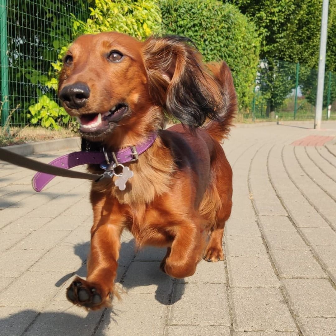 Soutěžní fotografie - Tibbi,  Jezevčík