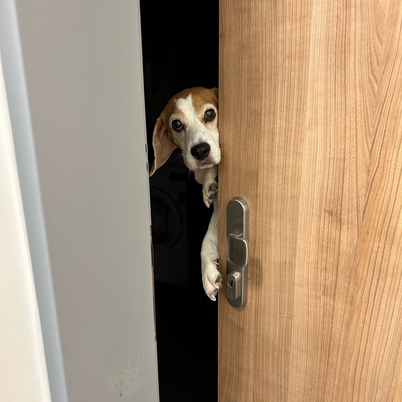 Soutěžní fotografie - Barbara,  Beagle