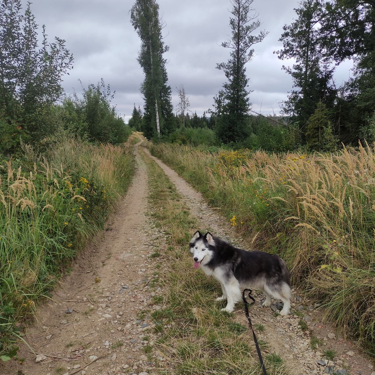 Soutěžní fotografie - Quint,  Sibiřský husky