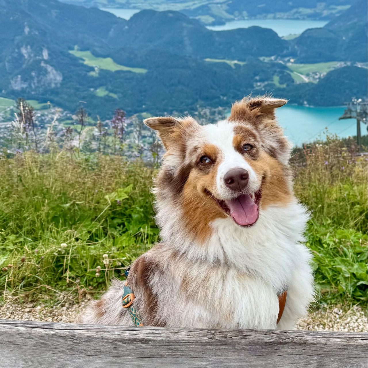 Soutěžní fotografie - Dixie,  Australský ovčák
