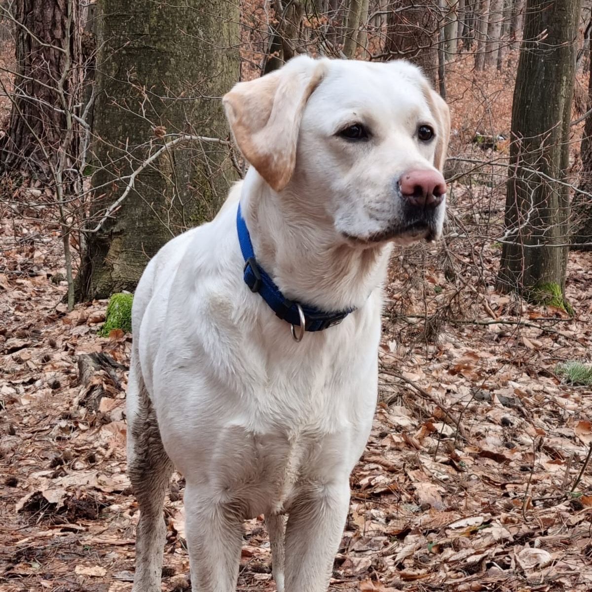 Soutěžní fotografie - Berry,  Labradorský retriever