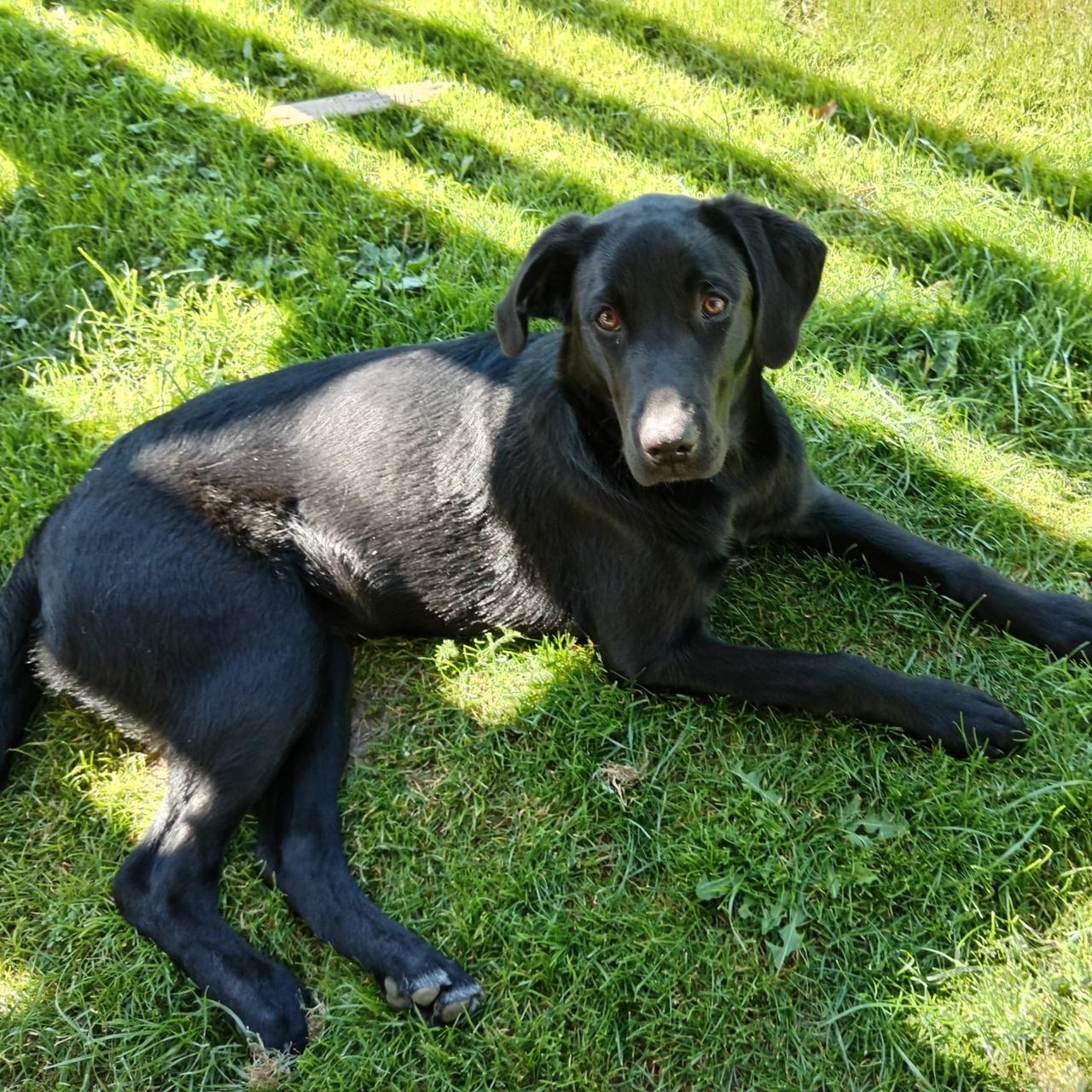Soutěžní fotografie - Bella,  Labradorský retriever