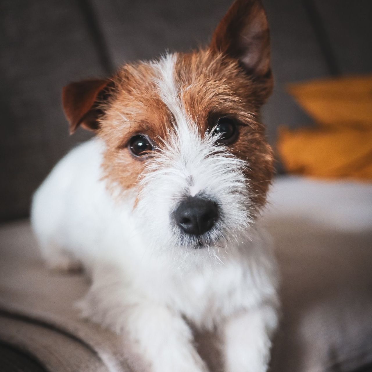 Soutěžní fotografie - Eda,  Jack Russell Teriér