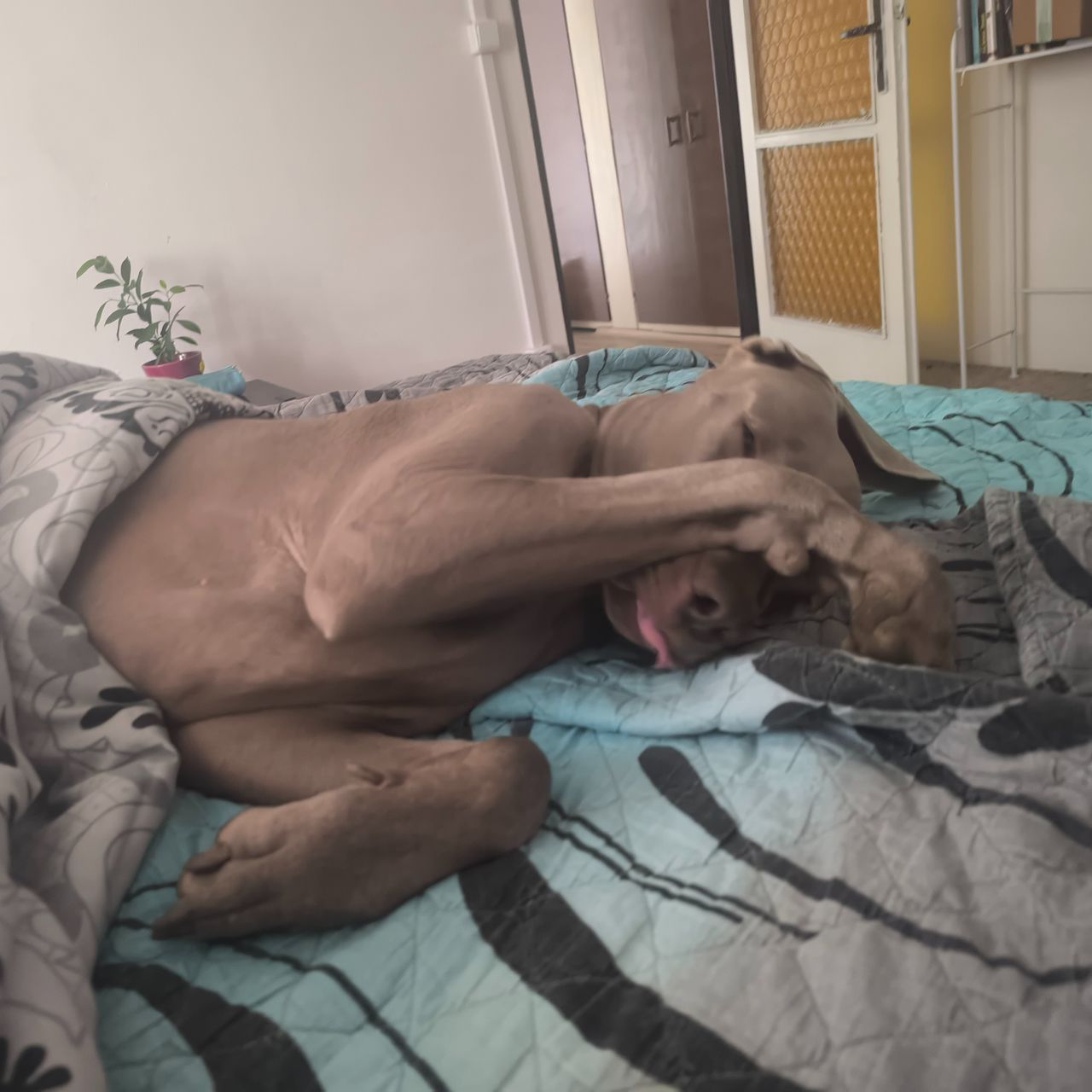 Soutěžní fotografie - Dara od rybníka Podhoráku,  Výmarský ohař