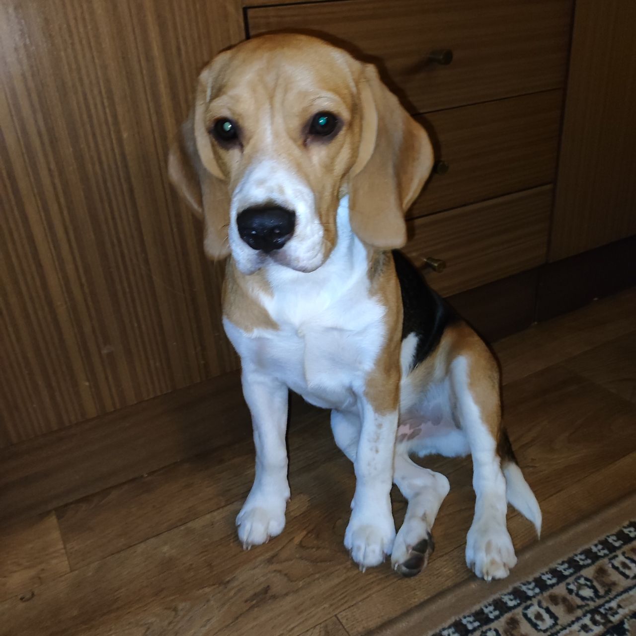 Soutěžní fotografie - Rocky,  Beagle