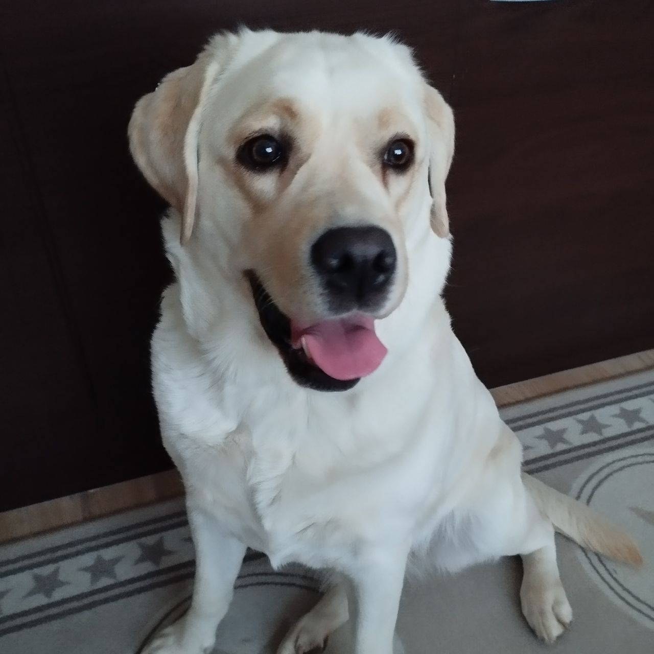 Soutěžní fotografie - Meginka,  Labradorský retriever