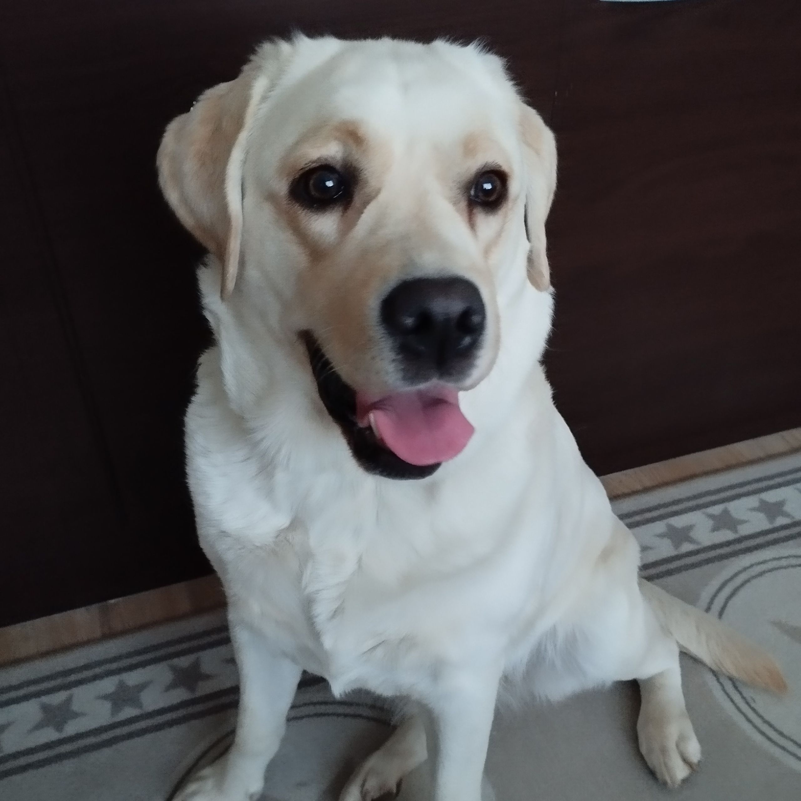 Soutěžní fotografie - Meginka,  Labradorský retriever