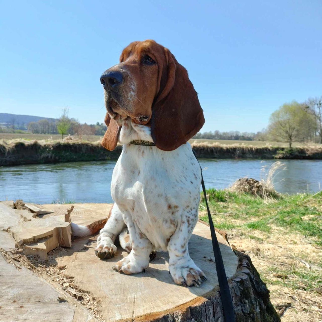 Soutěžní fotografie - Bejly,  Basset Hound