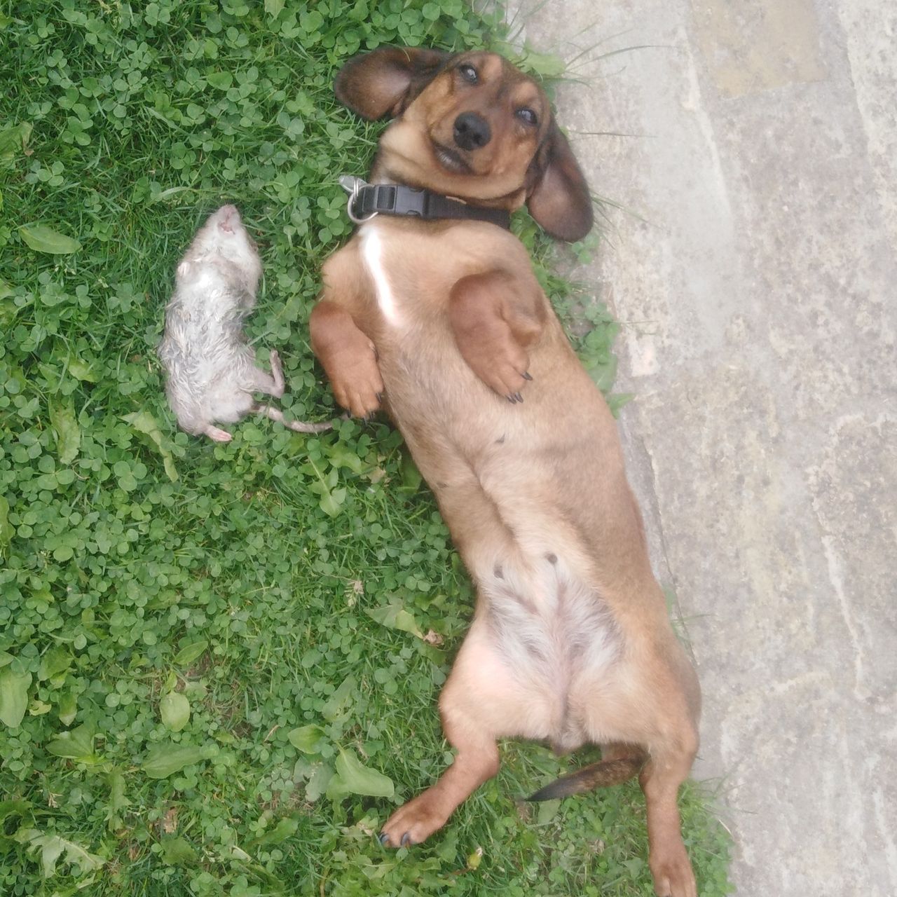 Soutěžní fotografie - Kety,  Jezevčík