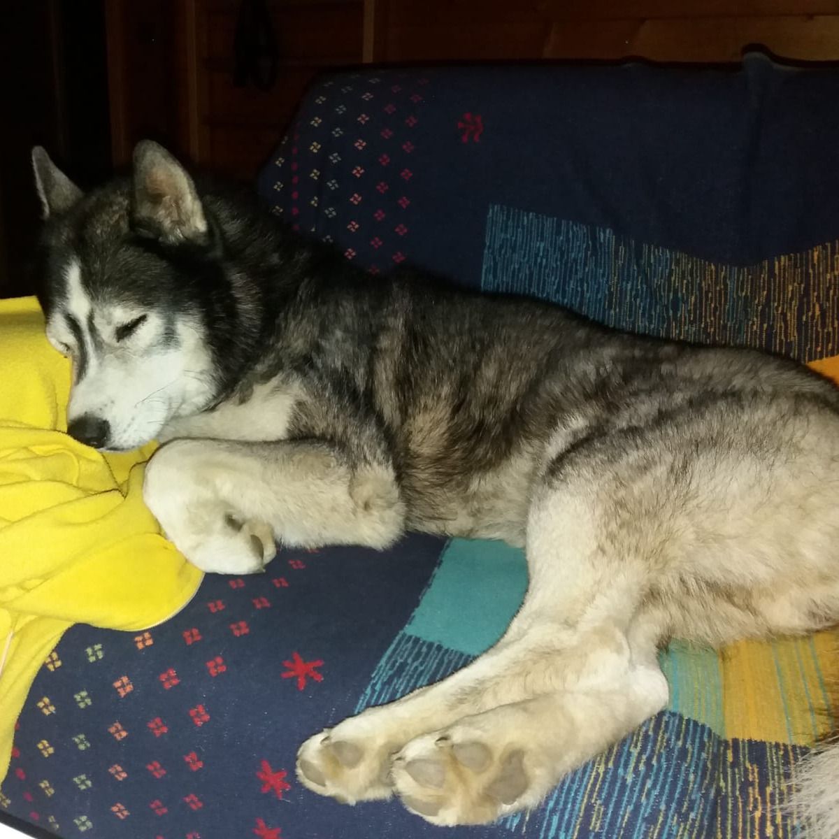 Soutěžní fotografie - Bary,  Sibiřský husky