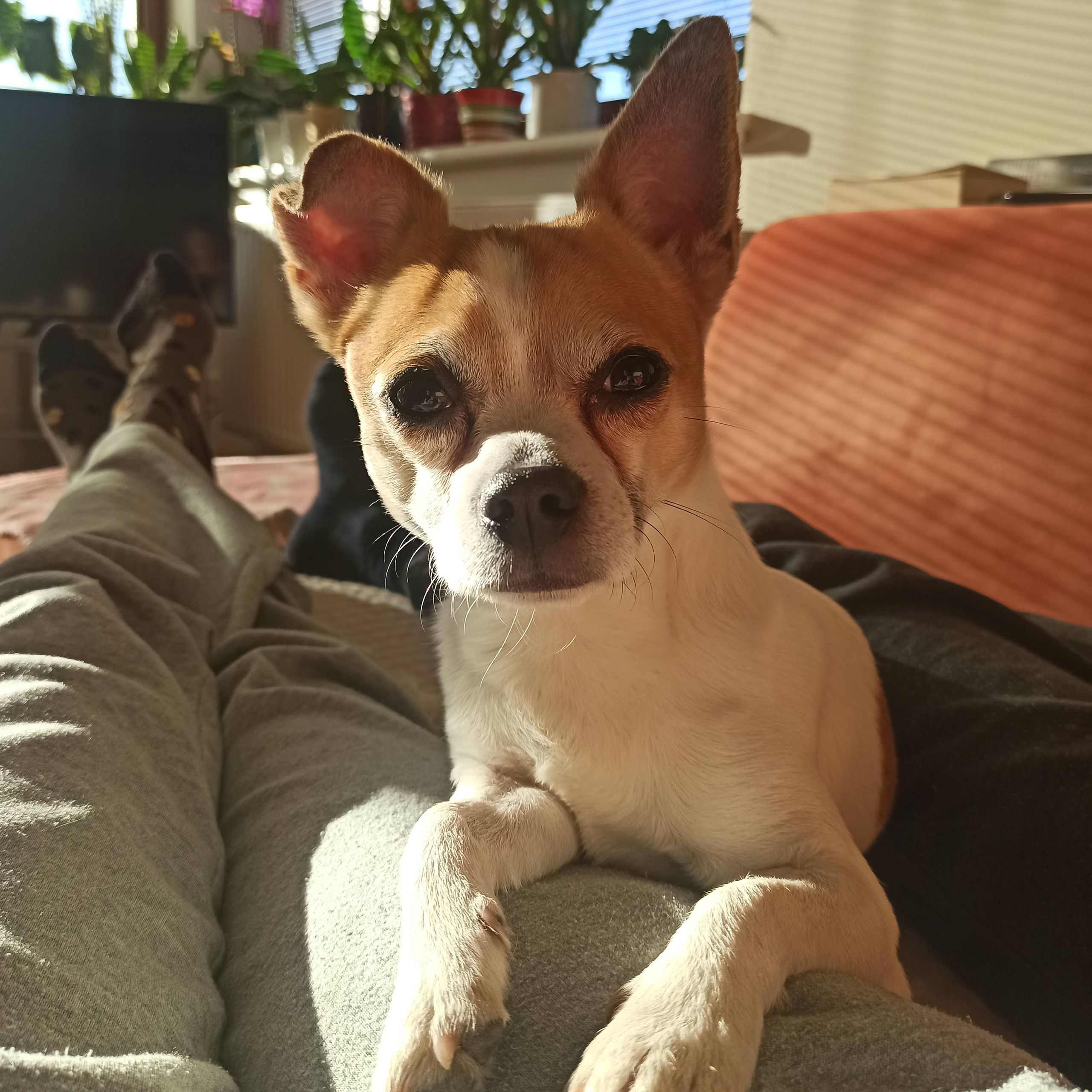 Soutěžní fotografie - Dobby,  Čivava