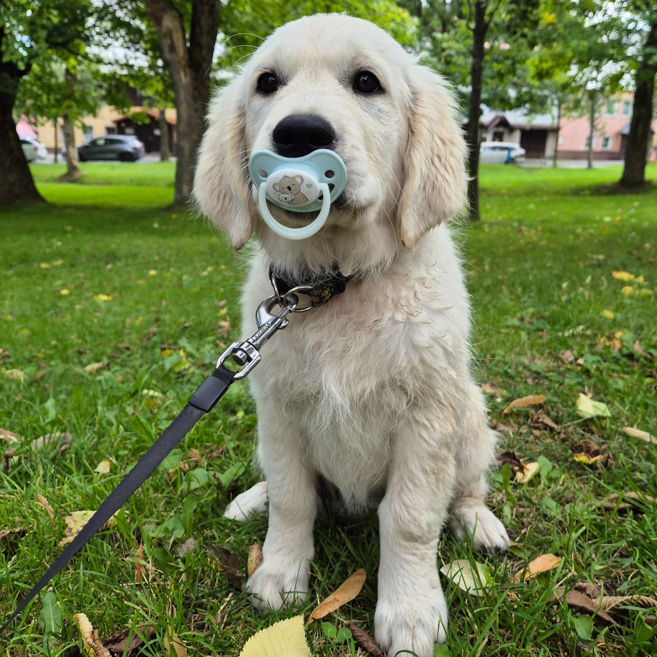 Soutěžní fotografie - Honey,  Zlatý retriever