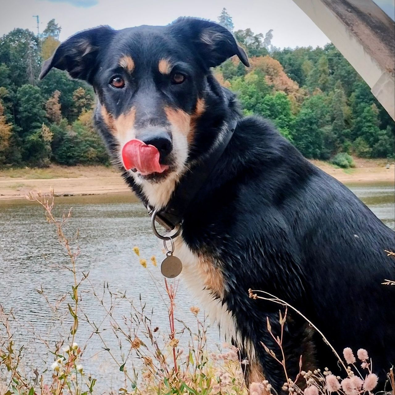 Soutěžní fotografie - Fido,  Ostatní