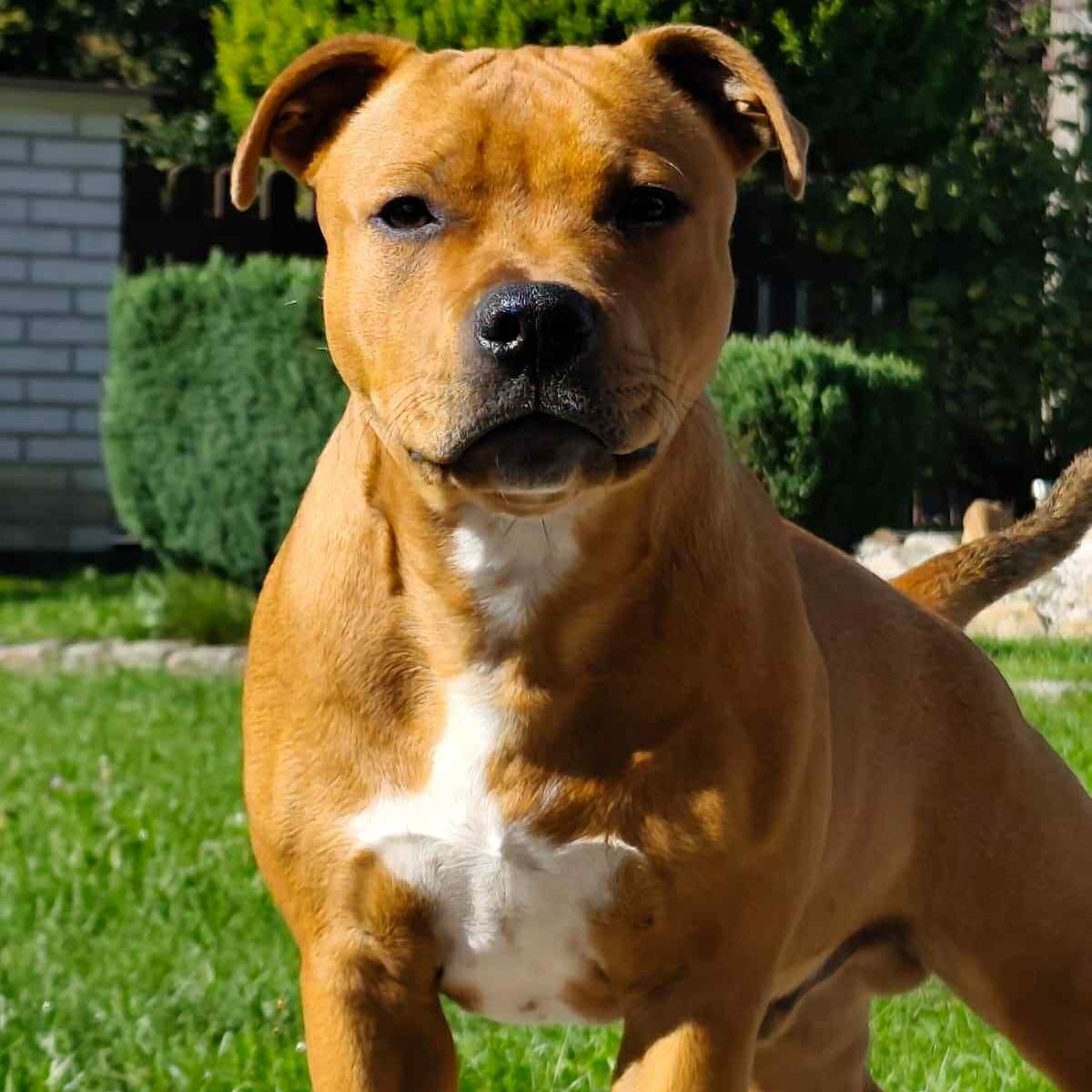 Soutěžní fotografie - Max,  Stafordšírský bullterier