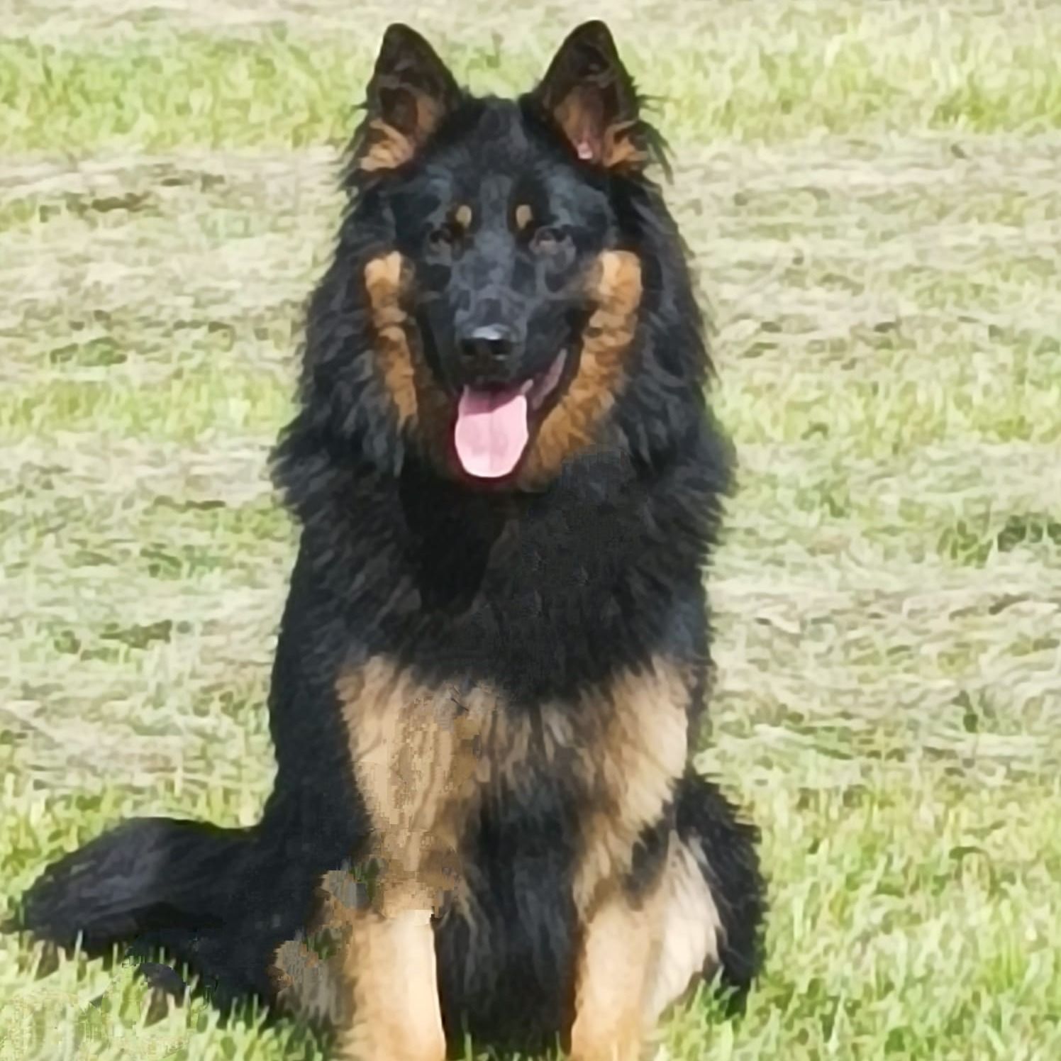 Soutěžní fotografie - Cyril,  Chodský pes