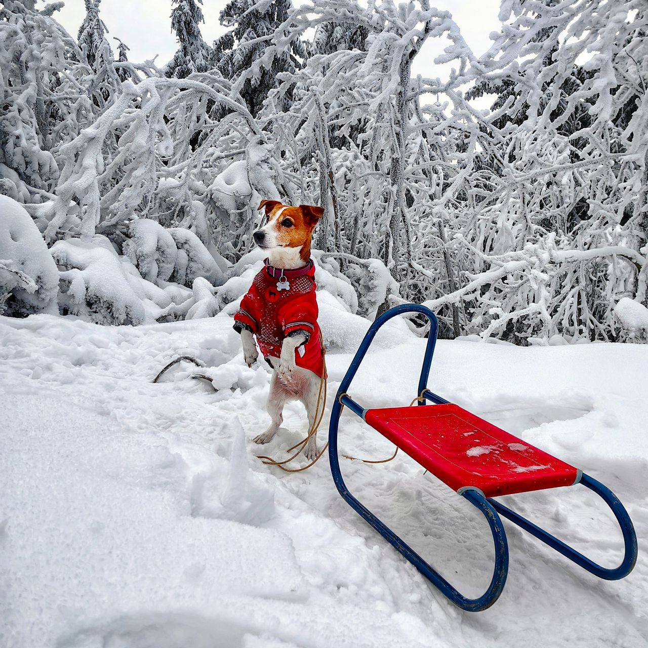 Soutěžní fotografie - AMY,  Jack Russell Teriér