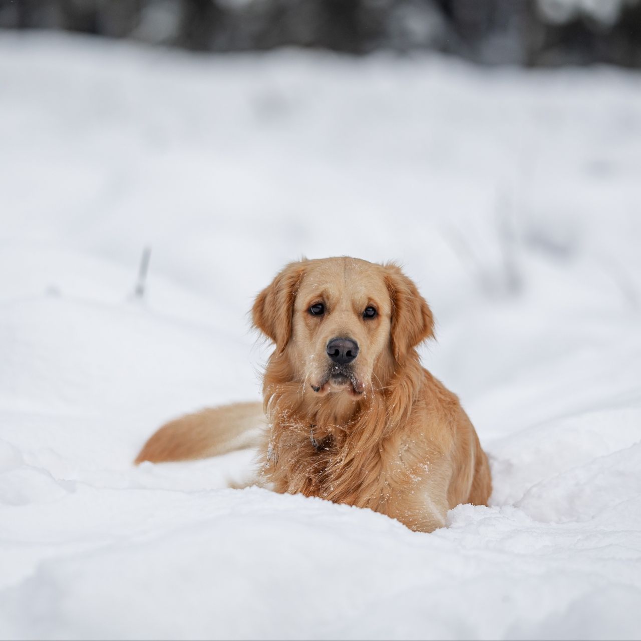 Soutěžní fotografie - Bedřich,  Zlatý retriever