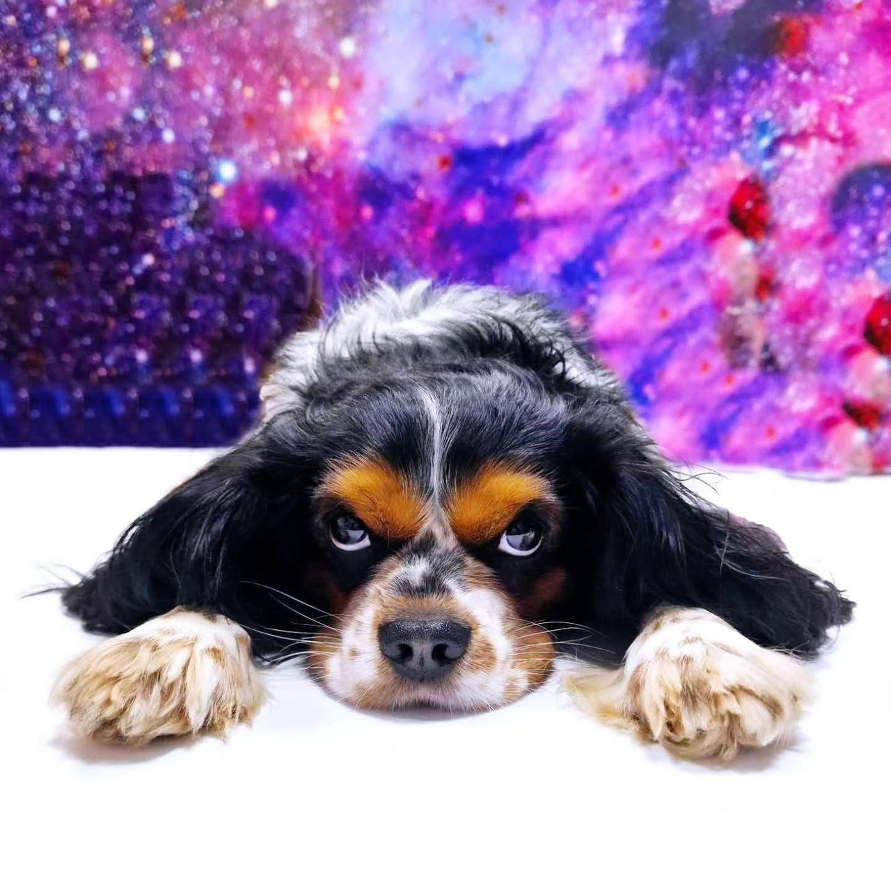 Soutěžní fotografie - Archie,  Kavalír King Charles španěl