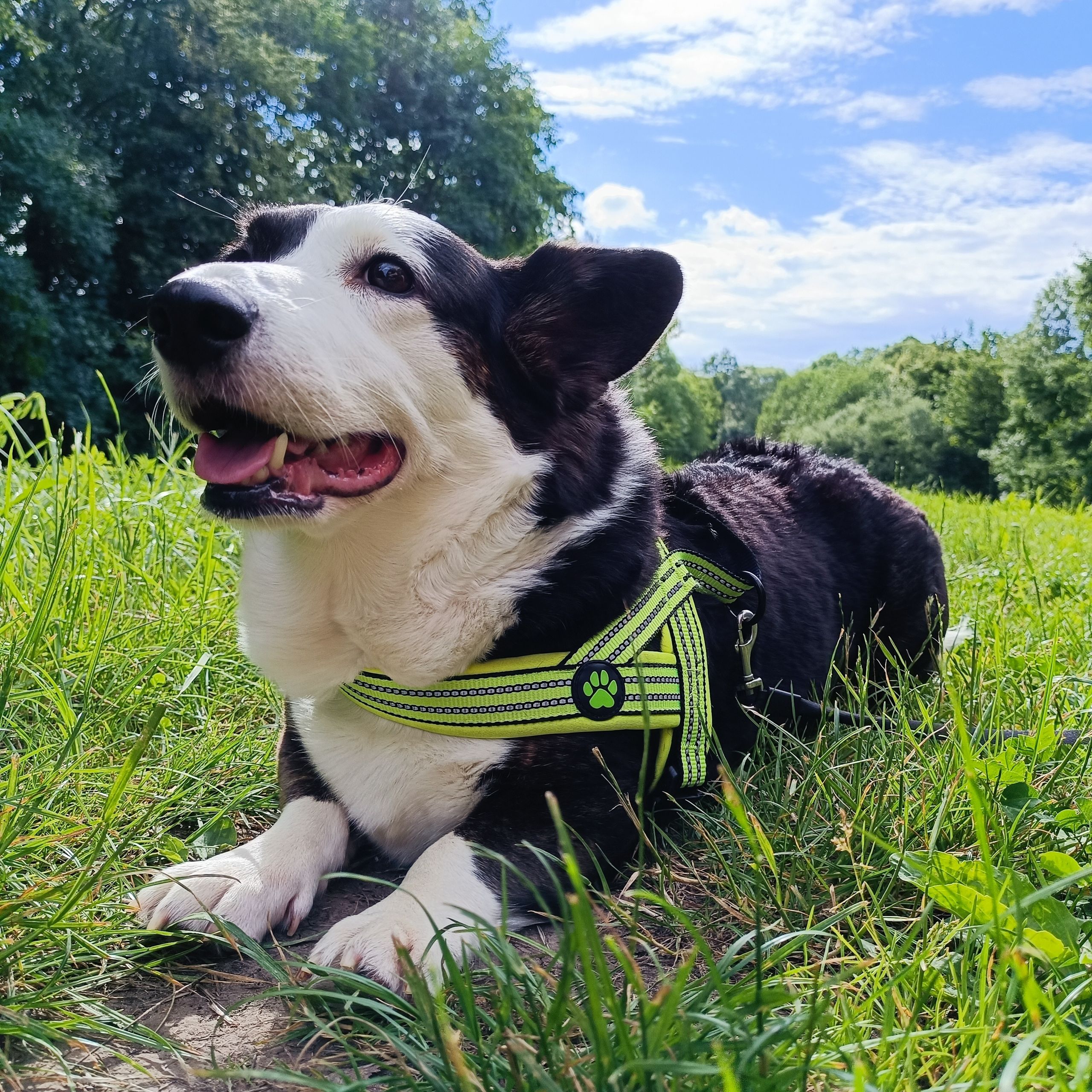 Soutěžní fotografie - Ori,  Welsh Corgi Cardigan