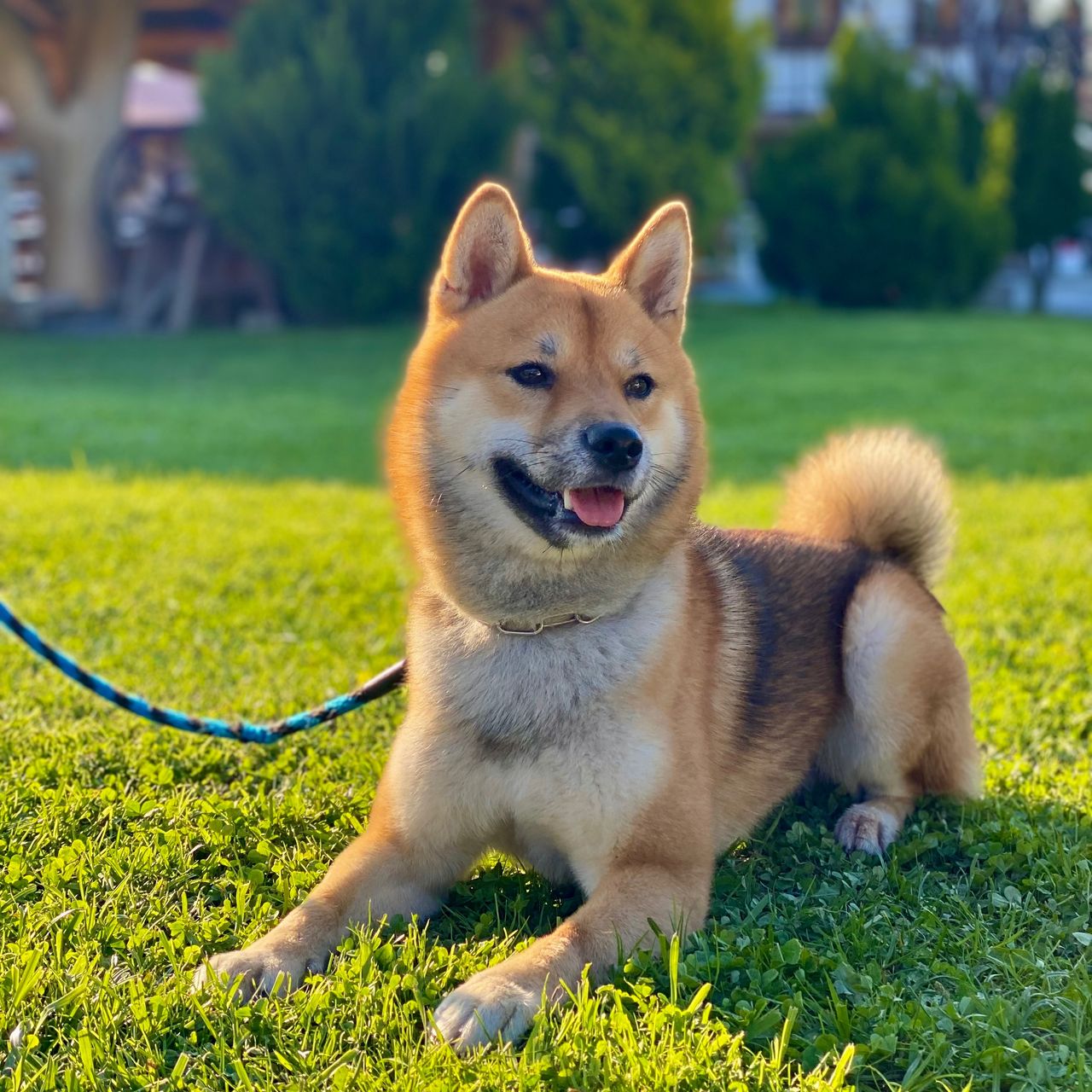 Soutěžní fotografie - Akim,  Shiba