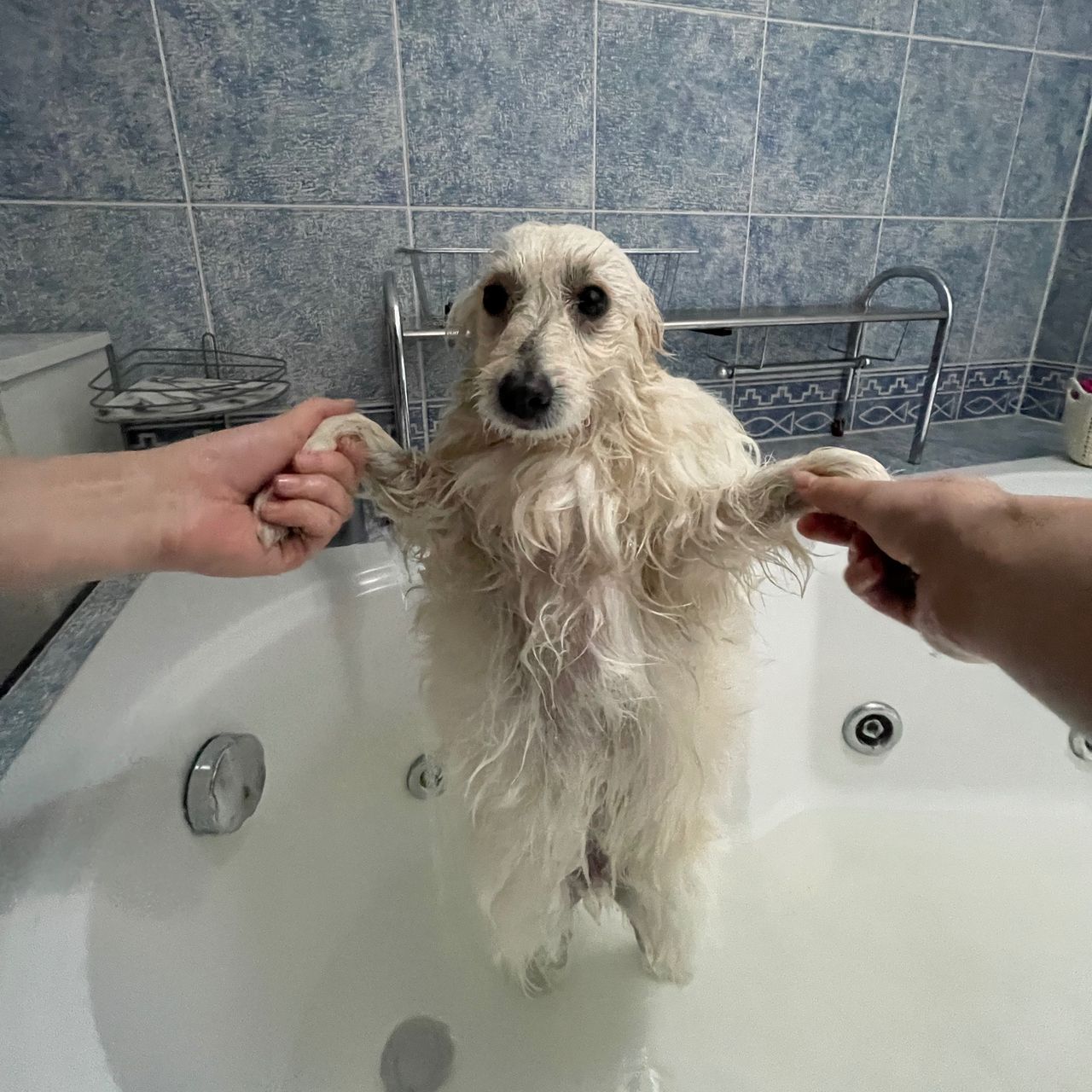 Soutěžní fotografie - Bucifál,  Ostatní