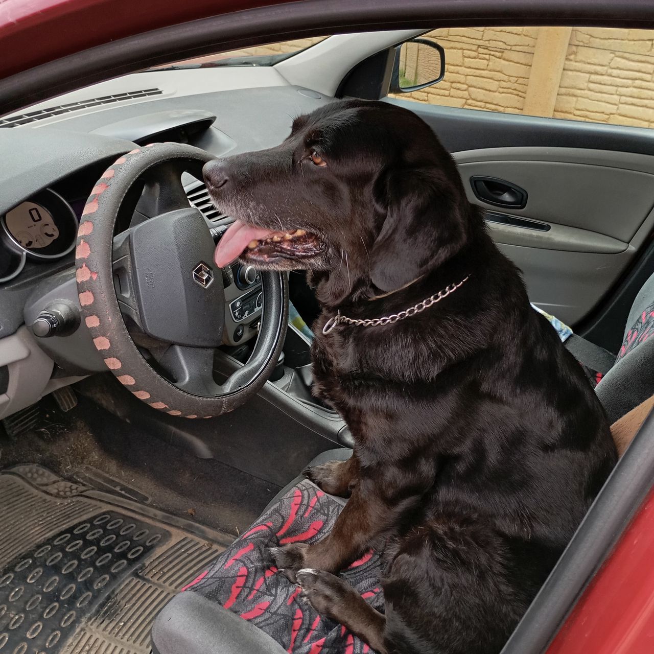 Soutěžní fotografie - Jackie,  Labradorský retriever