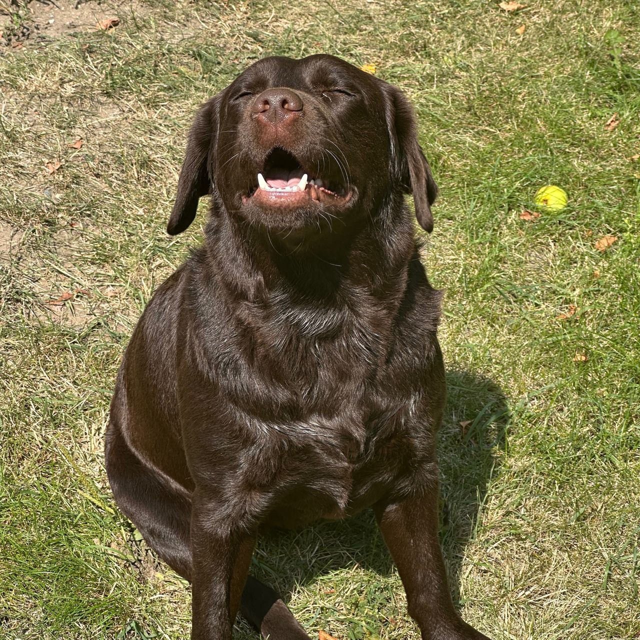 Soutěžní fotografie - Luna,  Labradorský retriever