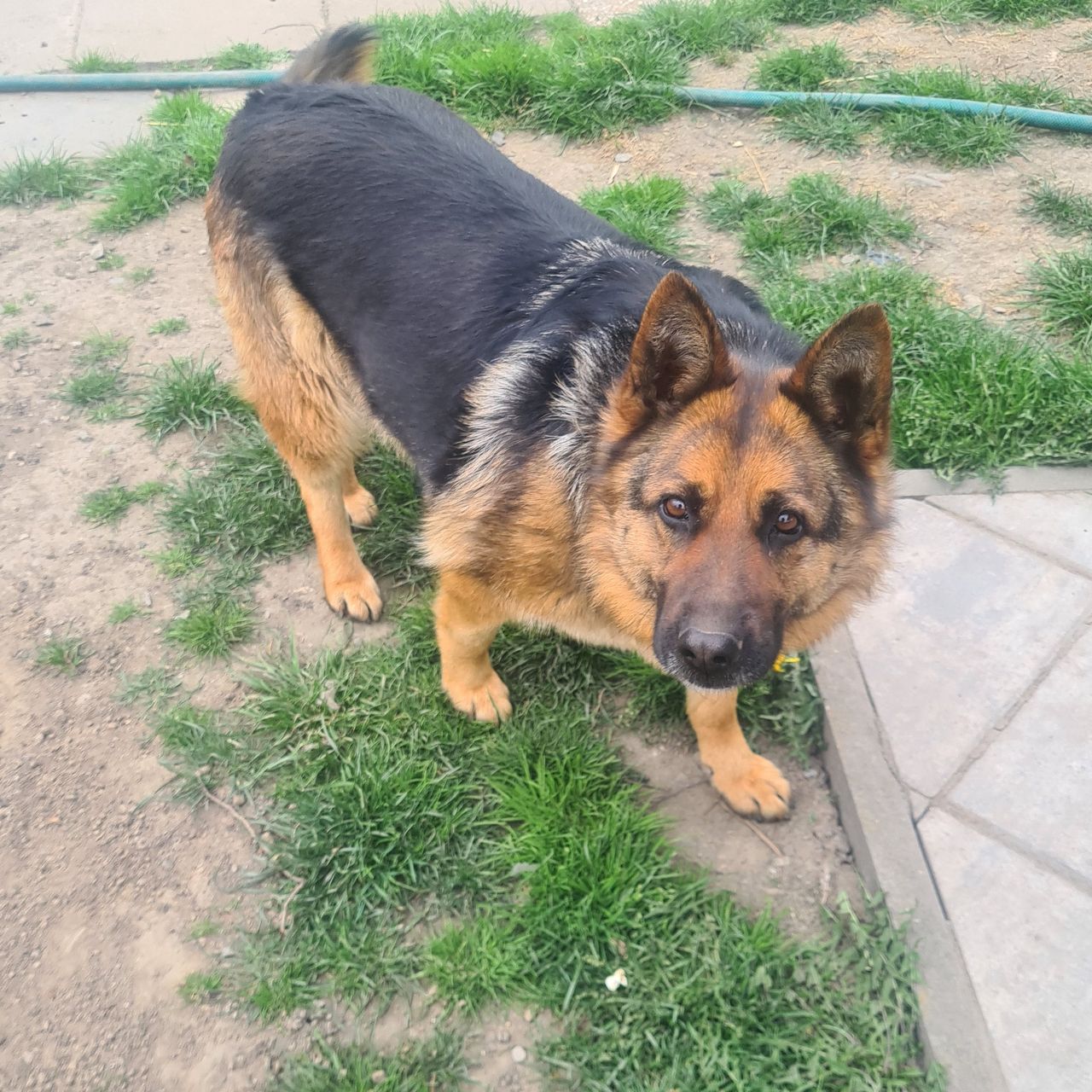 Soutěžní fotografie - Roxy,  Německý ovčák