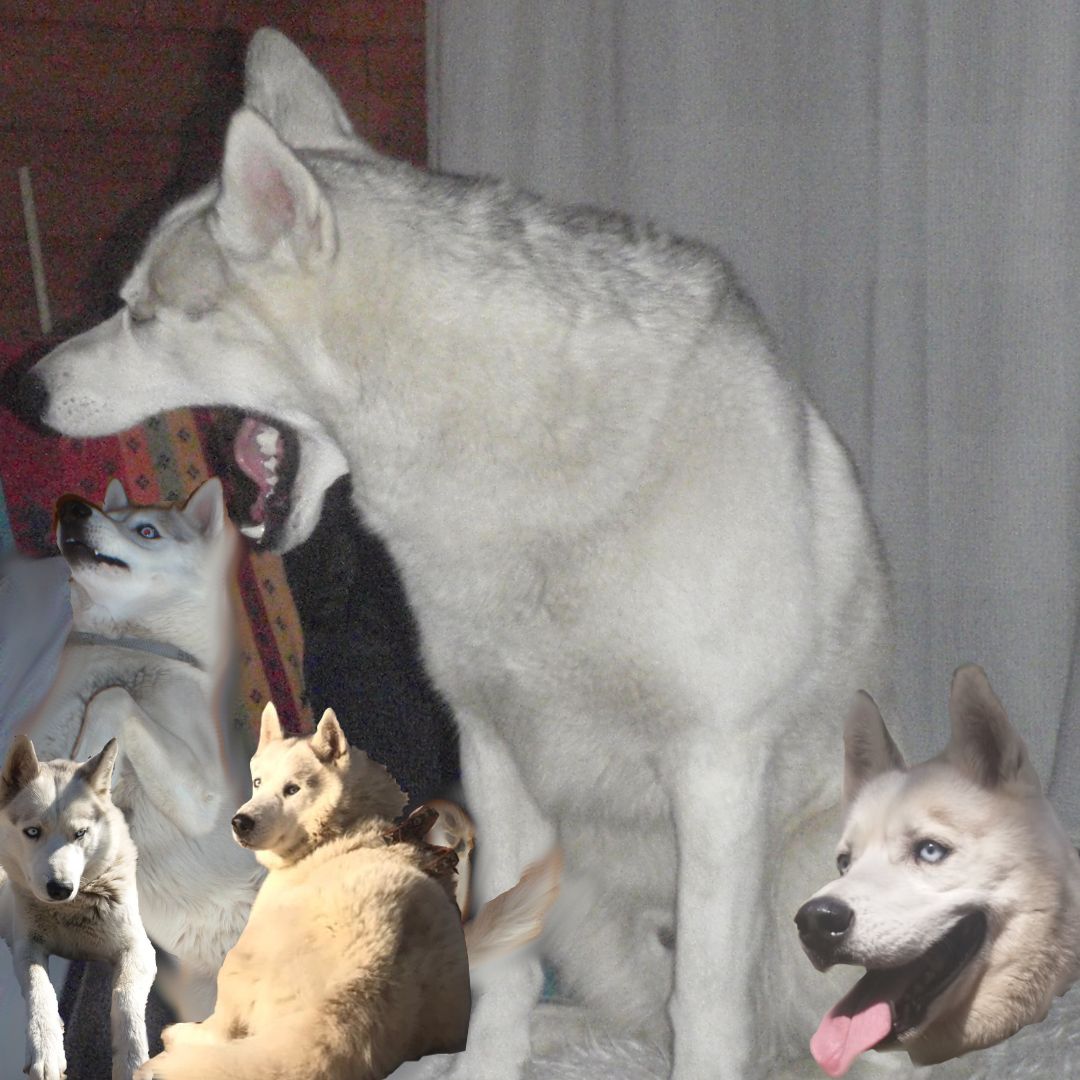 Soutěžní fotografie - Tami,  Sibiřský husky