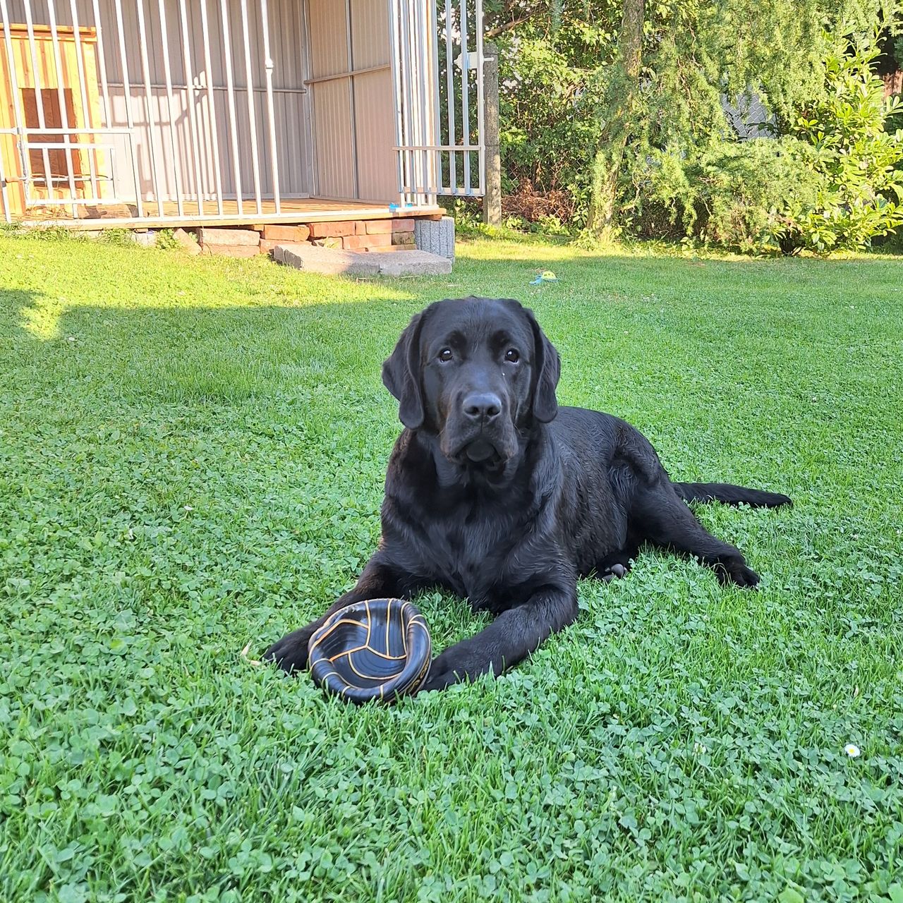 Soutěžní fotografie - Baddy,  Labradorský retriever