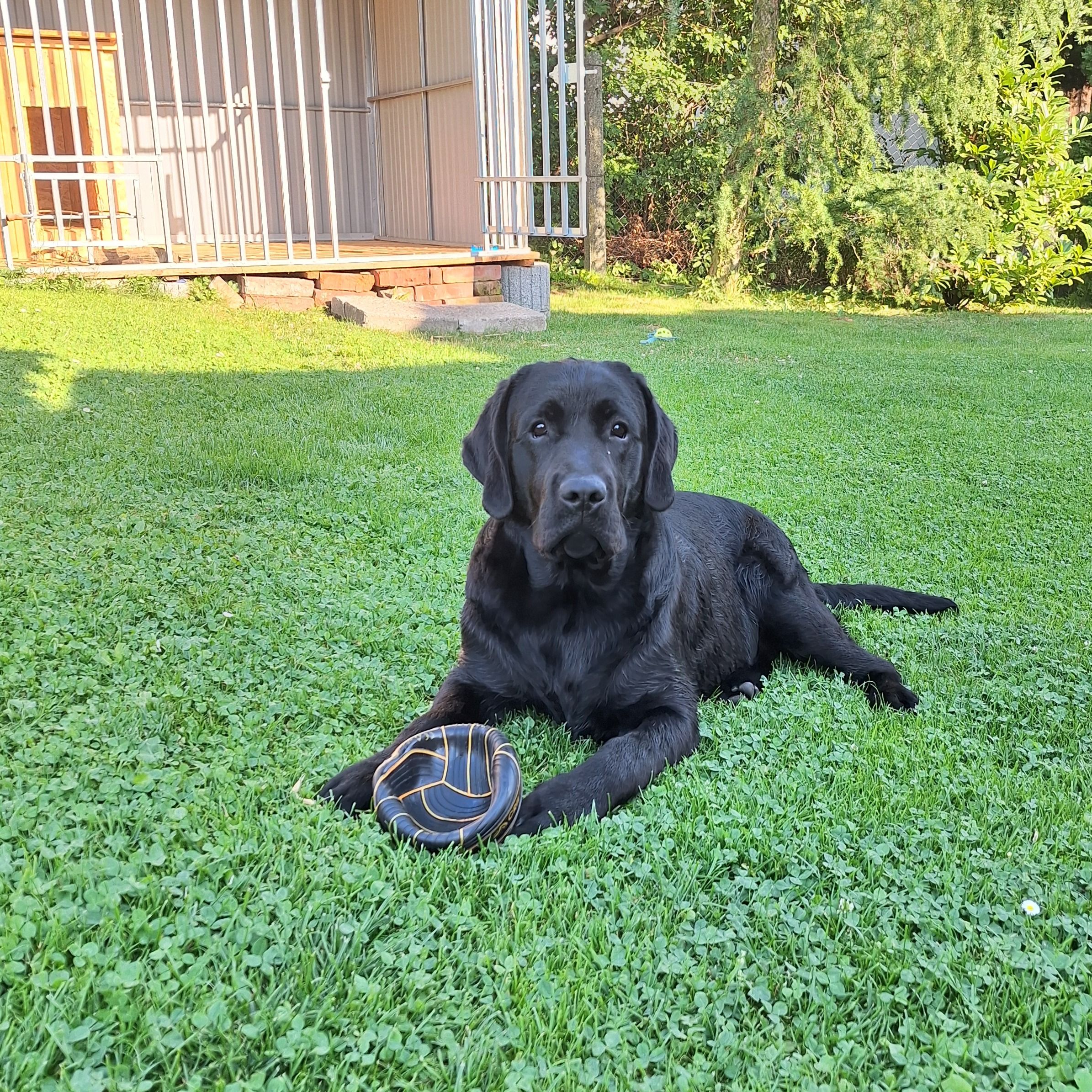 Soutěžní fotografie - Baddy,  Labradorský retriever