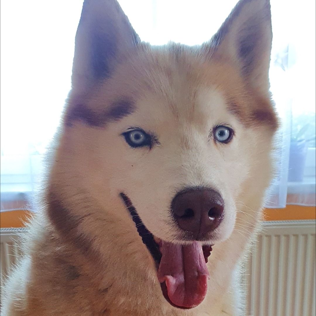 Soutěžní fotografie - Forty,  Sibiřský husky