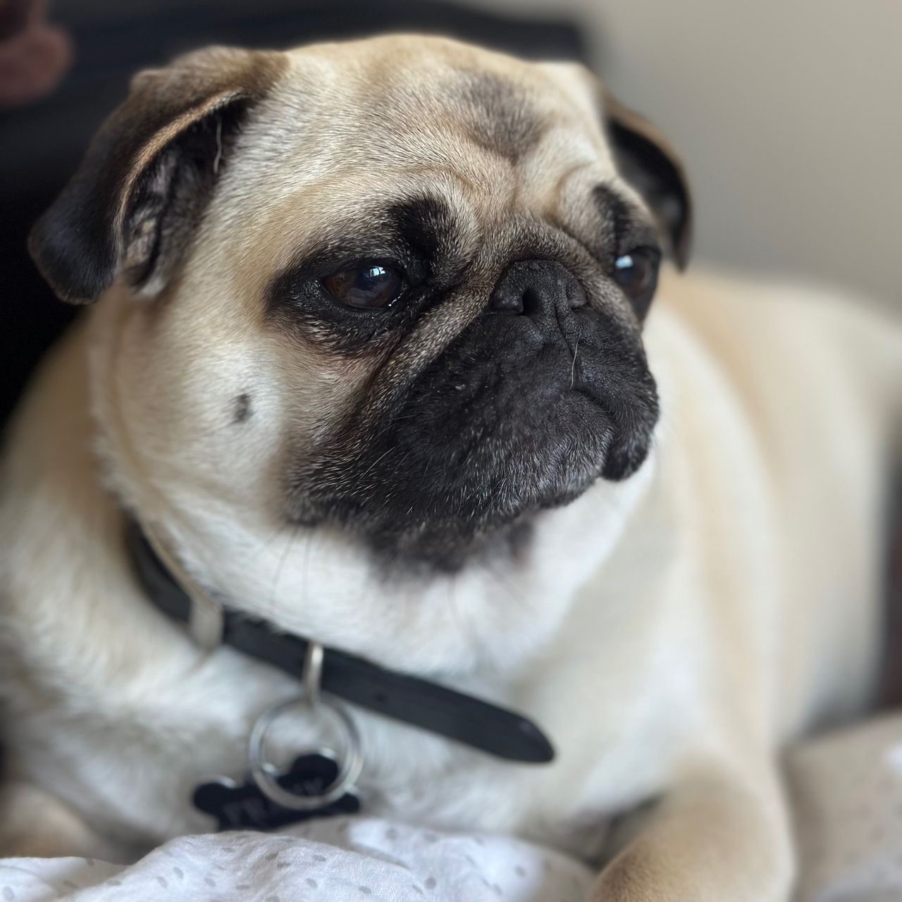 Soutěžní fotografie - Frank,  Mops