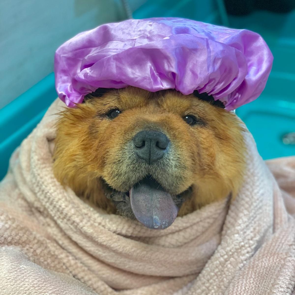 Soutěžní fotografie - Tao,  Chow chow