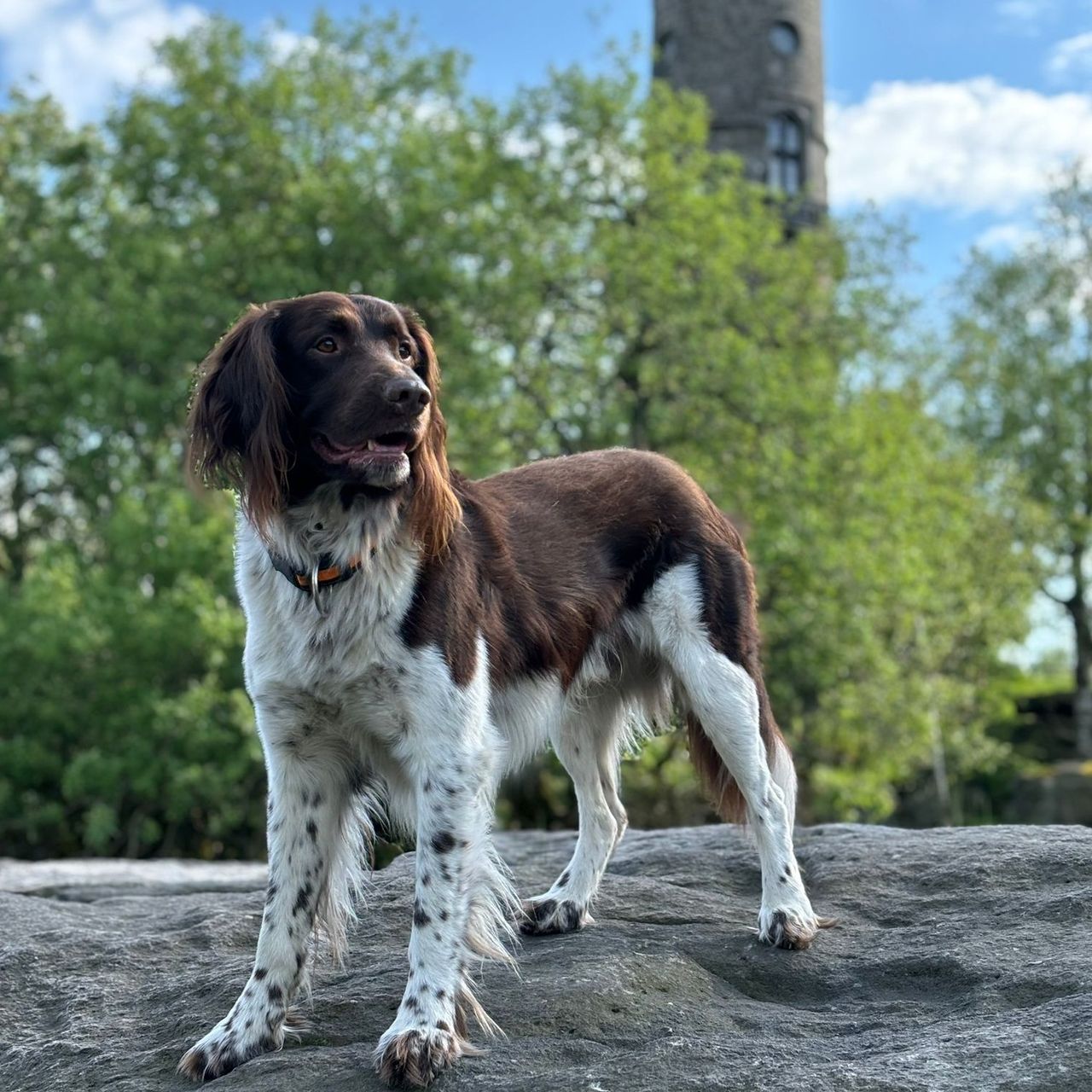 Soutěžní fotografie - Bastien,  Malý münsterlandský ohař