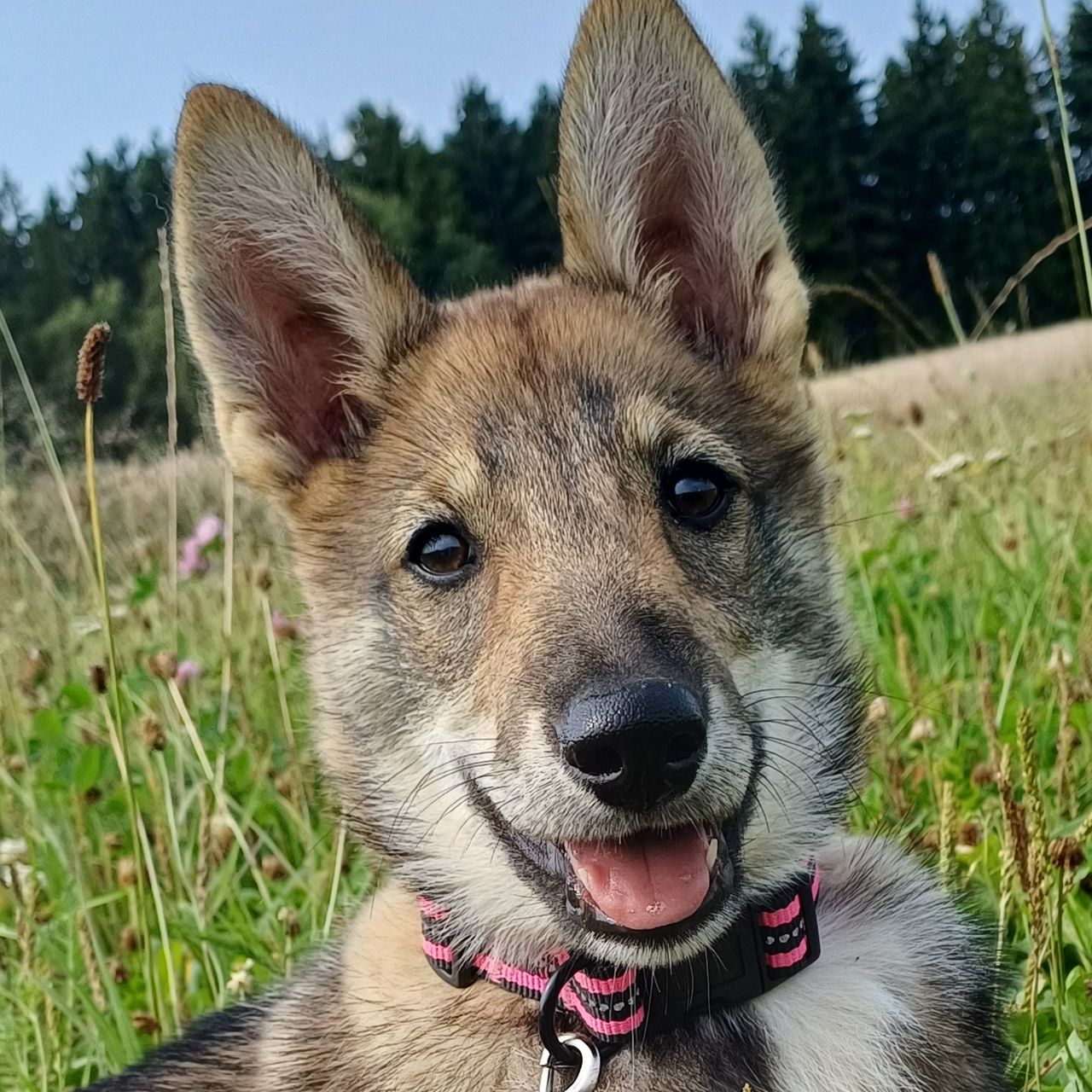 Soutěžní fotografie - Atrea,  Západosibiřská lajka