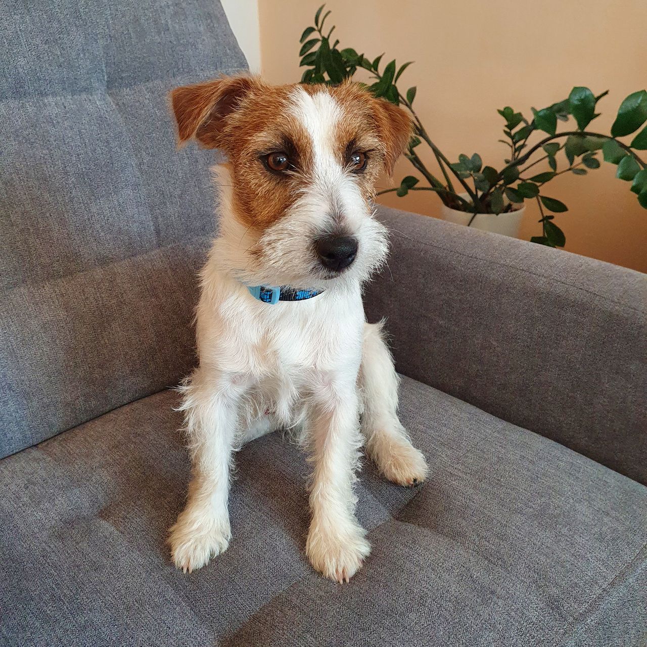Soutěžní fotografie - Garni,  Jack Russell Teriér