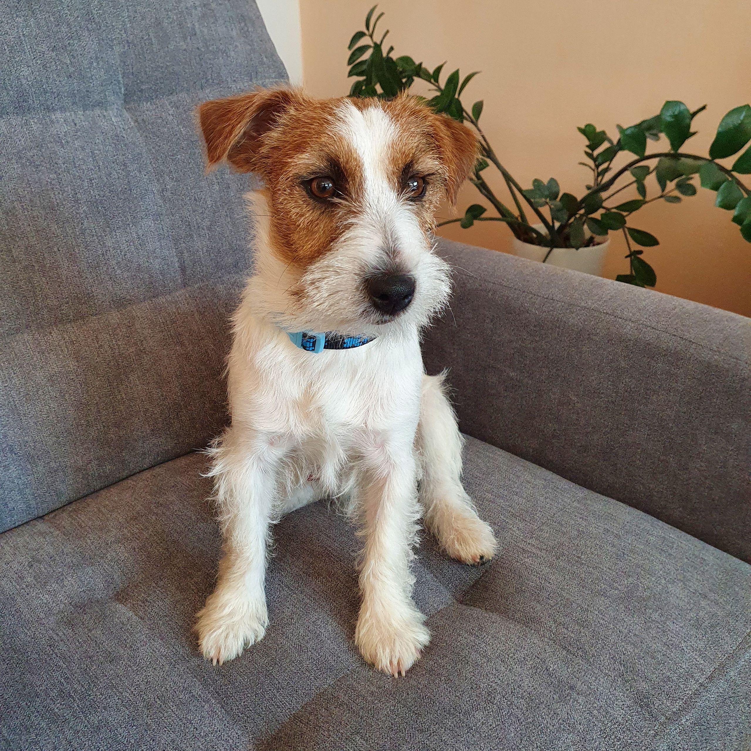 Soutěžní fotografie - Garni,  Jack Russell Teriér