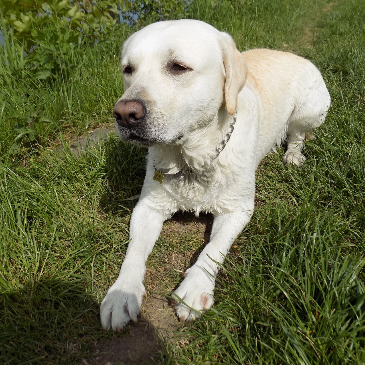 Soutěžní fotografie - Ben,  Labradorský retriever