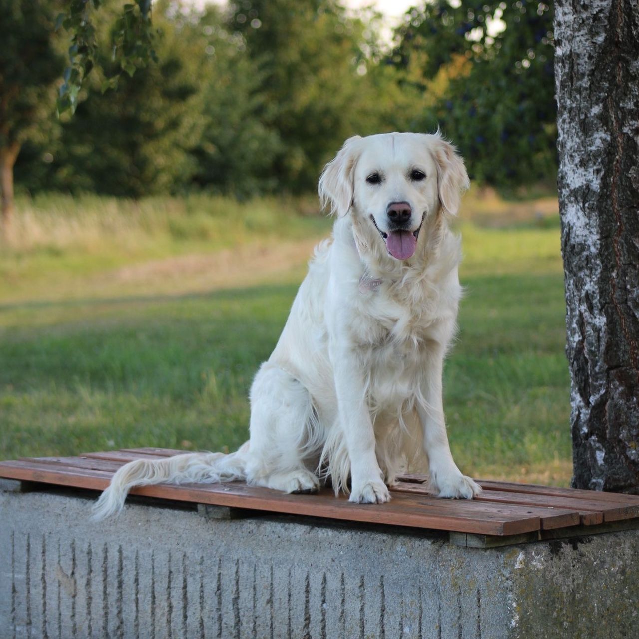 Soutěžní fotografie - Eila,  Zlatý retriever