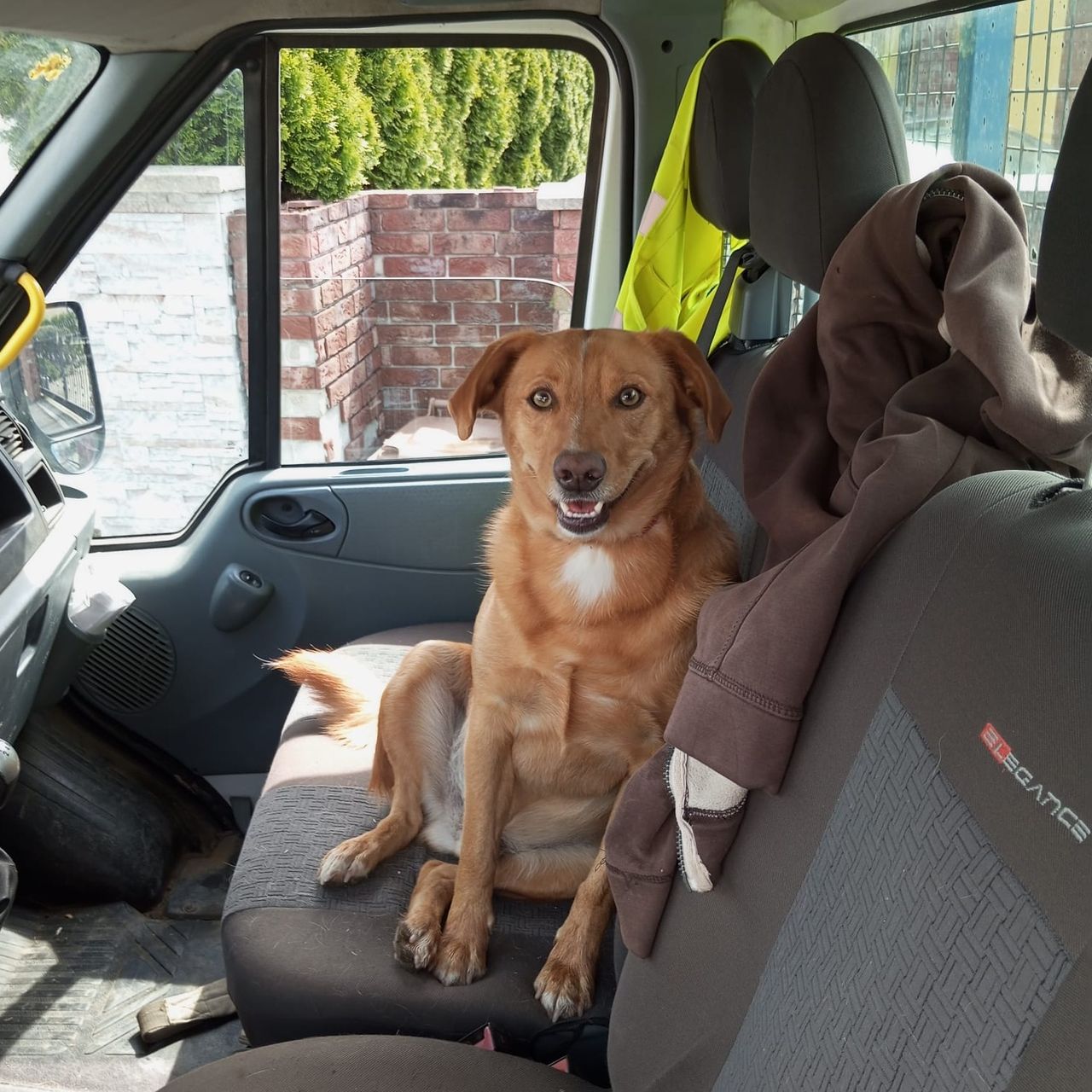 Soutěžní fotografie - Bady,  Labradorský retriever