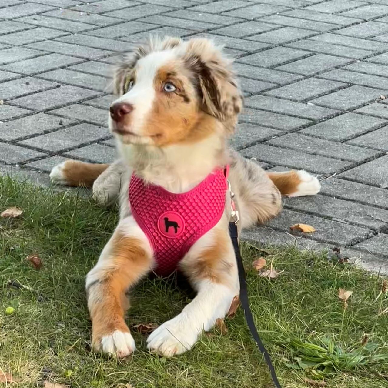 Soutěžní fotografie - Alinka,  Miniaturní americký ovčák