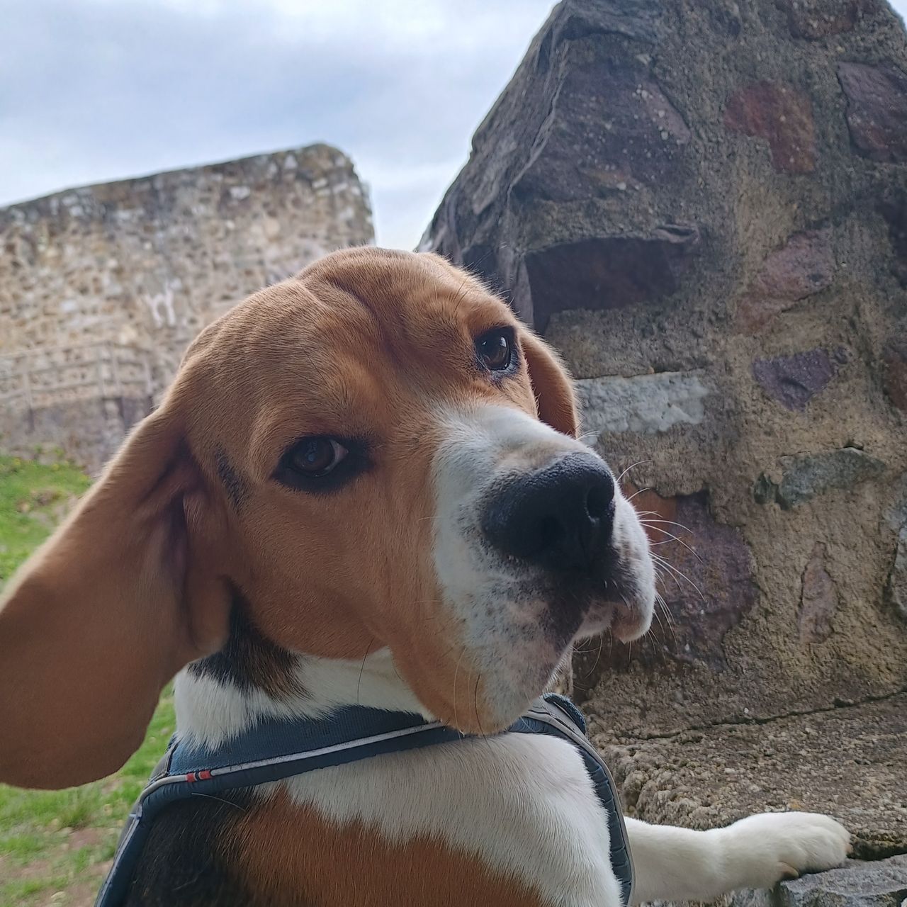 Soutěžní fotografie - Sam,  Beagle