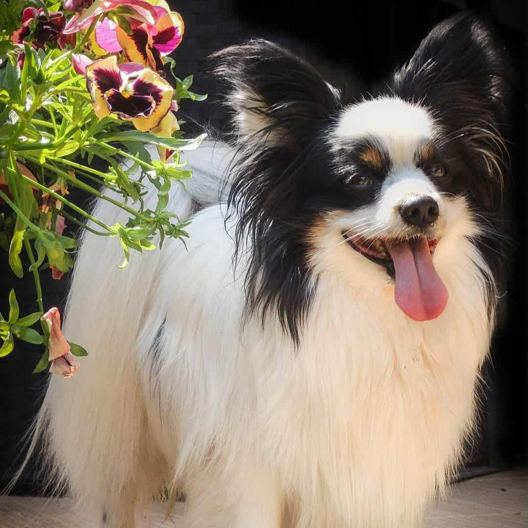 Soutěžní fotografie - Oskárek,  Papillon